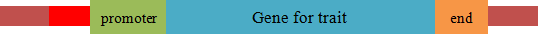 gene diagram