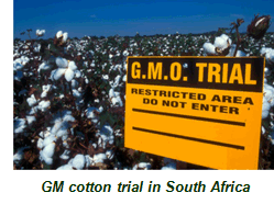 GM cotton trial