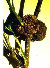 gall on plant