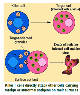 killer t cells