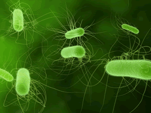 microbiome bacteria